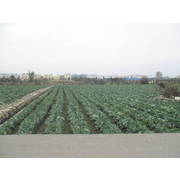 大甲南北四路農地-台中市大甲房屋大甲不動產東森房屋