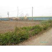 新興國小農地