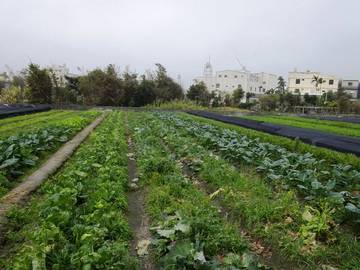 下湳里農地