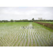●農地●新屋東明國小旁農地