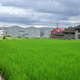 安和路農地