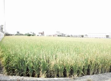 彰化埔鹽鄉農地