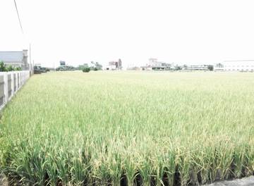 彰化埔鹽鄉農地