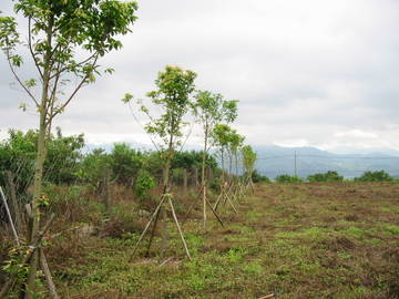 新社崑山景觀農地