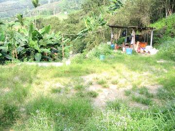 東勢馬鞍寮苦茶園