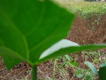 卓蘭正12米路田