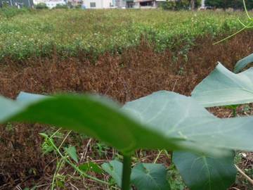 卓蘭正12米路田