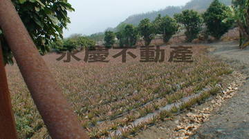 {萬巒}萬巒休閒農地