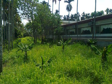 嘉義縣番路鄉萬里香旁農地