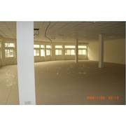 角間金雞母割愛 