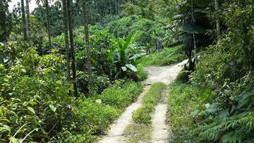 嘉義縣中埔鄉灣潭國小景觀林地