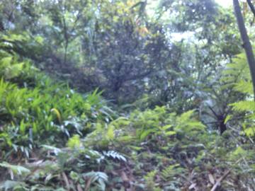 橫山超大面寬景觀美地