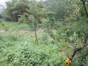 草屯南埔旱地 適安養院.老人院 可分割