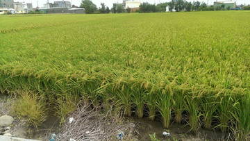 住商雅潭-大甲龍德家商田