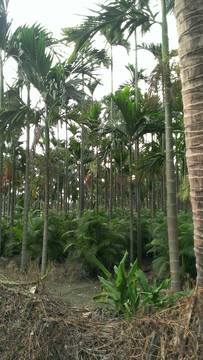 潮州鎮邊 美美農地