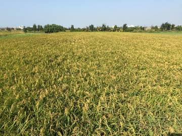 住商雅潭-正中苗六美田