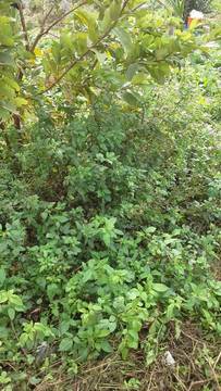 住商雅潭-大林馬場農地