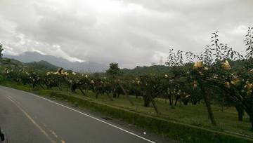 住商雅潭-東勢丙建梨園