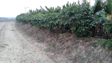 牛斗山農地(香蕉園)-嘉義101房屋王月琴0913301768