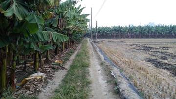 牛斗山農地(香蕉園)-嘉義101房屋王月琴0913301768