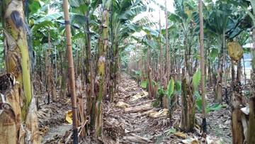 牛斗山農地(香蕉園)-嘉義101房屋王月琴0913301768