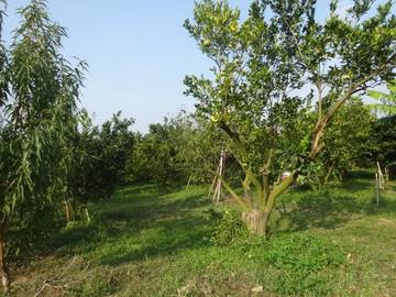 竹崎景觀農地-嘉義101房屋王月琴0913301768