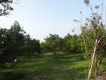 竹崎景觀農地-嘉義101房屋王月琴0913301768