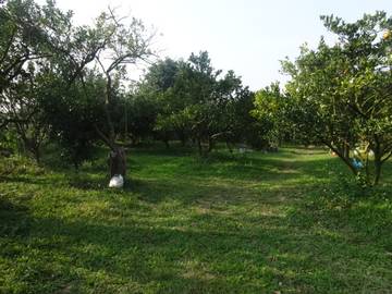 竹崎景觀農地-嘉義101房屋王月琴0913301768