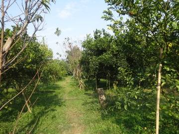 竹崎景觀農地-嘉義101房屋王月琴0913301768