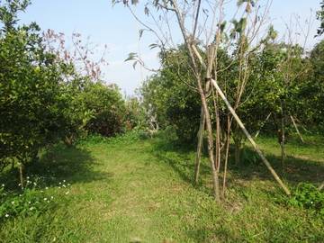 竹崎景觀農地-嘉義101房屋王月琴0913301768