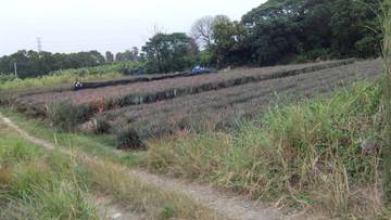 阿里山公路旁建地-嘉義101房屋王月琴0913301768