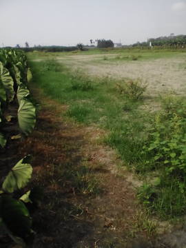 AF309 高樹藍藻農地