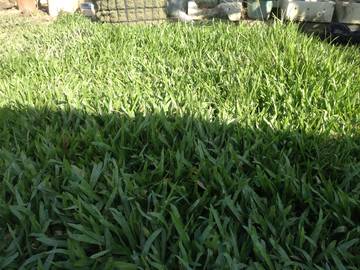 AF316 里港載興農地