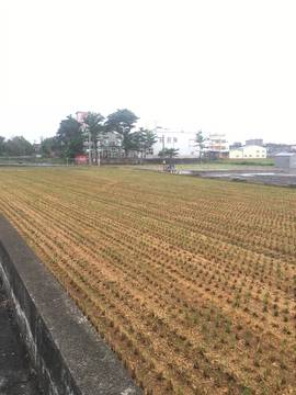 近陝西國小田地