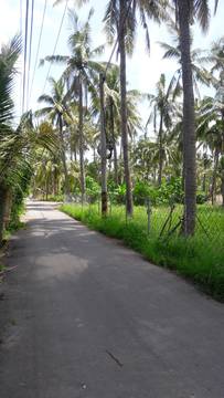 AF320 長興國小農地