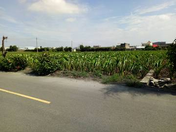 大安區_東西六路田地