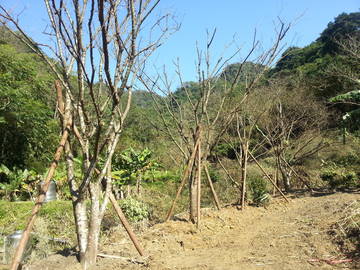 關西山泉休閒美地丙建+農地