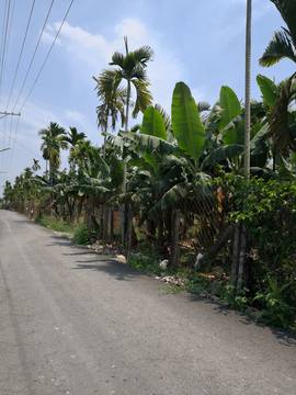 AF336 龍泉金陵農地