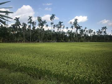 LS50115  頭前溪市區農地