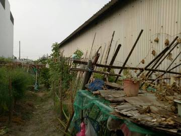 LS53847 萬丹紅豆建地