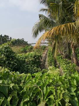 LS54562 鹽埔農地