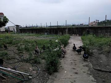 AF306 大湖經濟農地