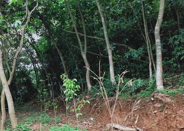 AF366 涼山瀑布林地