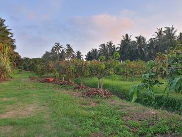 LS57068 海豐外環農地
