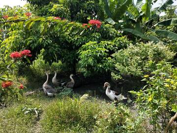 AF345 吉佳麟洛農地