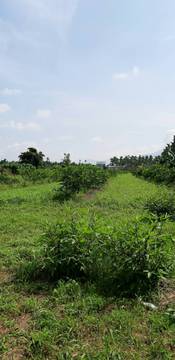 AF349 萬巒豬腳街農地