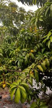 AF347 高樹鄉野農地