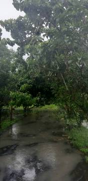 AF347 高樹鄉野農地