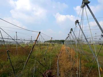 AF385 土庫國小農地