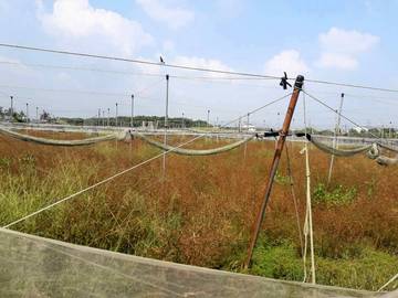 AF385 土庫國小農地